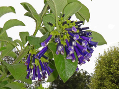 Iochroma cyaneum