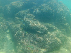 Prionurus laticlavius