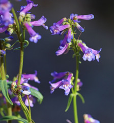 Penstemon cinicola