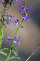 Penstemon cinicola
