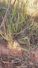 Baccharis trimera