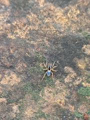 Stenaelurillus sarojinae