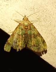 Lepidoptera