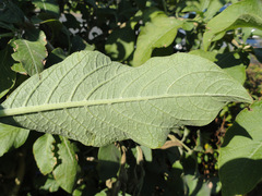 Iochroma cyaneum