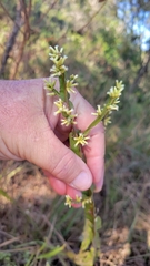 Baccharis trimera