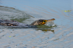 Phalacrocorax carbo