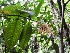 Palicourea thyrsiflora