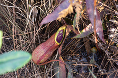 Nepenthes smilesii
