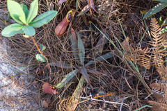 Nepenthes smilesii