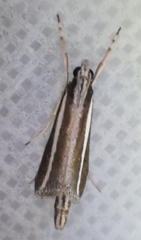 Carectocultus perstrialis