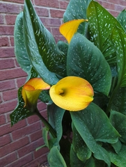 Zantedeschia elliottiana