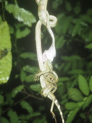 Boiga bengkuluensis