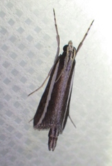 Carectocultus perstrialis
