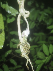 Boiga bengkuluensis