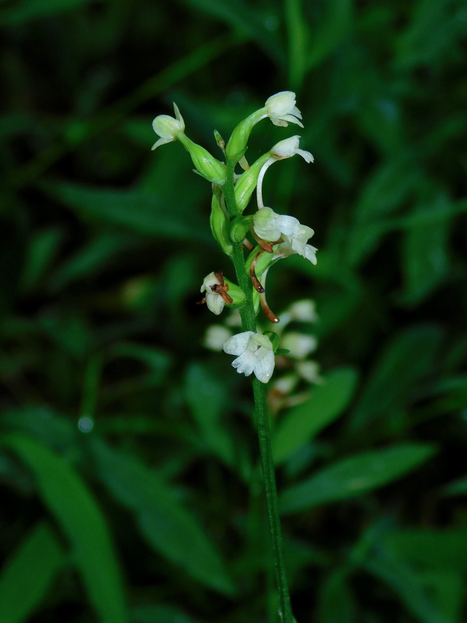 Platanthera clavellata