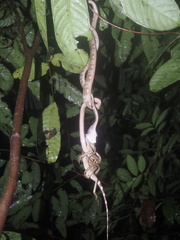 Boiga bengkuluensis