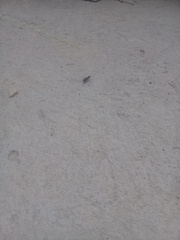 Cicindelina