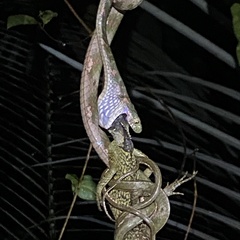 Boiga bengkuluensis
