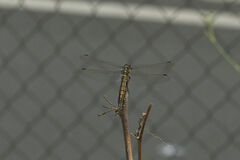 Orthetrum cancellatum