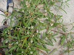 Mollugo verticillata