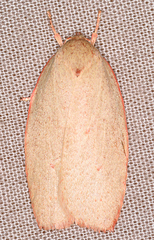 Prionocris complanula
