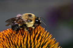 Bombus griseocollis