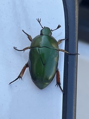 Macraspis pseudochrysis