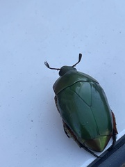 Macraspis pseudochrysis