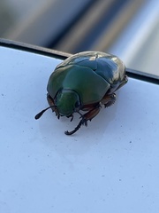 Macraspis pseudochrysis