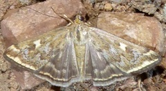 Loxostege munroealis
