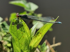 Erythromma