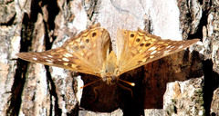 Asterocampa celtis celtis