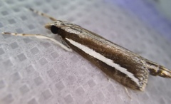 Carectocultus perstrialis