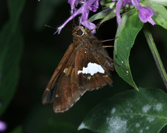 Epargyreus clarus