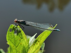 Erythromma