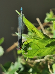 Erythromma