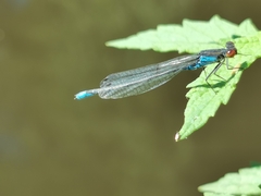 Erythromma