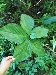 Xanthosoma wendlandii