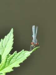 Erythromma