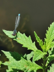 Erythromma