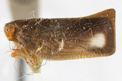 Ormenina paupera