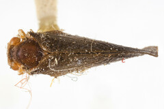 Ormenina paupera
