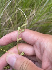 Agalinis maritima