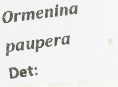 Ormenina paupera