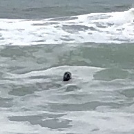Phoca vitulina richardii