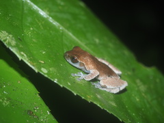 Theloderma licin