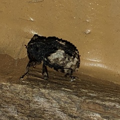 Cryptorhynchus fuscatus