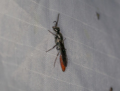 Pterombrus rufiventris