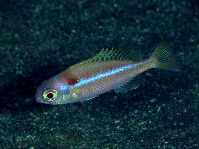 Rosy Dwarf Monocle Bream