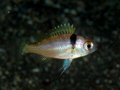 Rosy Dwarf Monocle Bream photo 2